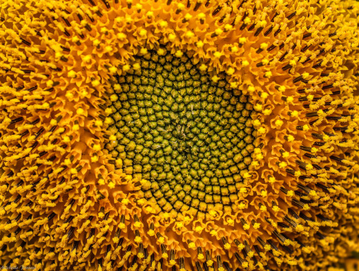 1268891 (a): :2048x1543